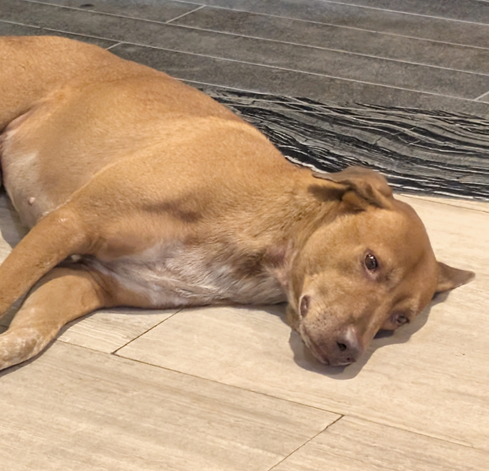 This smart dog lays in front of mall entrance on very hot and humid evening. Captured with Google Pixel in Bangkok Thailand