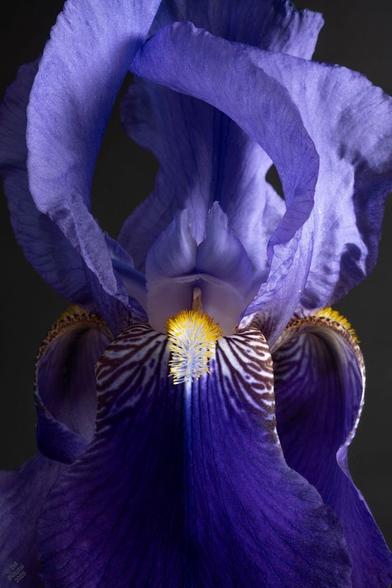 This was in the garden when I arrived, and it's so much like so many others I have little hope of identifying it. But IMO it's a very handsome iris, with solid pale purple flags, deep purple falls with a white throat veined reddish purple, white beard with yellow tips. It was planted in the same area as I. Benton 'Deirdre' so it's tempting to imagine it might also be a Benton, but none of the descriptions I've seen match it.