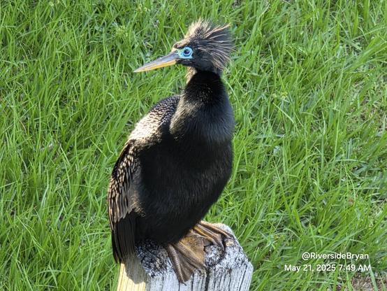 A highly unusual water bird is perched atop a wooden fence post, surrounded by lush, green, overgrown grasses.
The bird standing upright on the post, braced by dirty, orange webbed feet. A plump body coated with shiny black fur-like feathers. With large black feathered wings and silver highlights on the back of each wing. An extremely long, snake like neck, also furry black coating, leading to a tiny head with beady black eyes surrounded by bright pastel green, blue, and yellow, "eyeshadow" like coloring, and "mad-professor" like sprigs of hairs extending back from each side of the head, and a long, pointy beak/bill of yellow and orange.