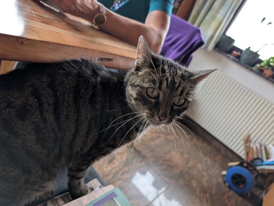 Luna, eine getigerte Katze, sitzt auf einem Sessel, der an einem Esstisch steht. Sie hat der Kamera ihre Seite zugewandt und schaut leicht skeptisch zur Kamera. Im Hintergrund ist eine Person erkennbar, die auch am Tisch sitzt.