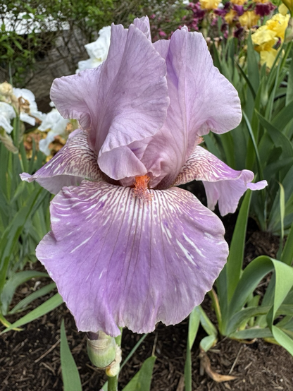#22 a delicate lavender iris with white streaking at the throat of the falls and peachy beards