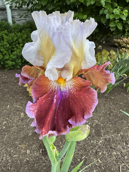 #23 this Iris resembles a fancy sea slug which rusty red falls edged in glowing lilac with white streaks at the throat and frilly white standards with lemon hearts and a bright mango beard.