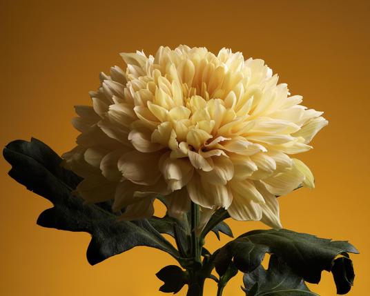 Yellow Chrysanthemum on an orange background