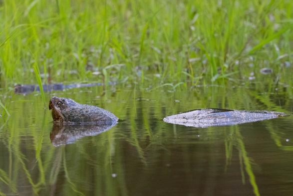 A half-submerged snapping turtle is seen in a shallow pond with a lot of tall green grass on the far shore.  The turtle has lifted it's nose and head up out of the water, and part of the dome of its shell is also above water.  The water is relatively still so there is a good reflection of the head and shell in the water in front of the turtle.