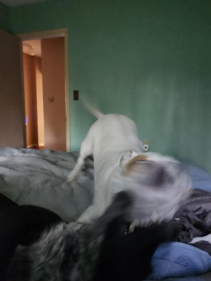 Two dogs are tussling on a bed.  They are moving so fast that their faces are blurry but you can tell they are doing bitey face