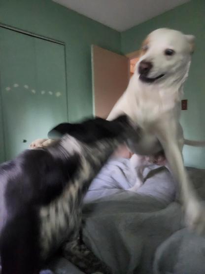 More blurry tussling between the two dogs, this time one has raised up and is doing crazy eyes before a pounce, while the other goes in for a chest-bite