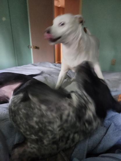 The blurry dogs are both in Extremely Silly Mode during their morning tussle