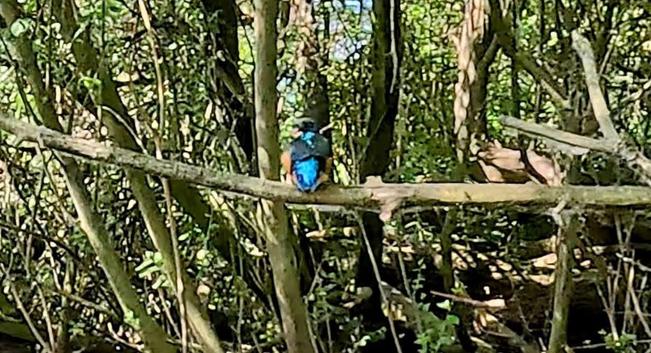 A kingfisher with iridescent blue plumage sitting on a thin branch on the island in the swimming lake.