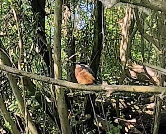 A second kingfisher, sitting one branch over from the other one. This one is a bit bigger and looks much more orange as he sits on his branch. Beautiful birds and such a treat to see a pair.