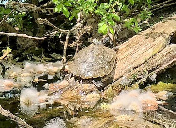 Percy the Terrapin, sitting on his log sunning himself on the back side of the island in the lake.