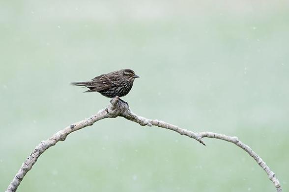 The bird is just left and just above the middle of the photo.
The bird is sitting on a rounded branch and facing to the right.