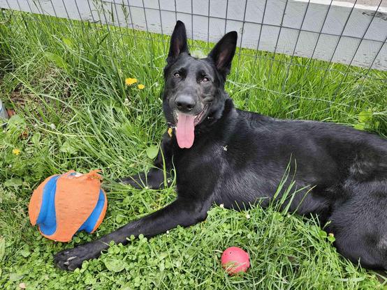 An all-black German Shepherd lying sprawled in the grass against a livestock fence, his tongue lolling out and his eyes squinted with exhausted bliss. There's dandelions around him. Between his front paws is a much-loved, well-chewed orange and blue chuck-it kick ball. A bright red rubber ball rests by his armpit. This is a dog who has played until he dropped!