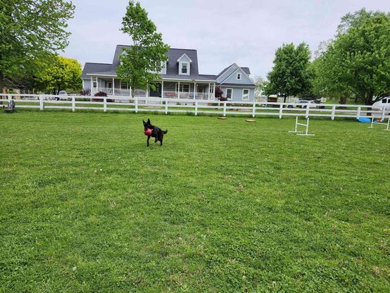 An all-black German Shepherd absolutely sprinting through a big green field with fencing. He has a red jolly ball meant for horses clamped in his jaws. Livestock fencing can be seen behind him, and some agility jumps are set up nearby. He's very small in the picture because the field is huge.