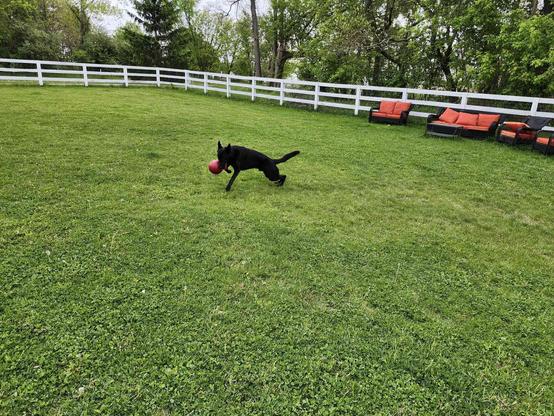 Another shot of the all-black German Shepherd running around a big green field with fencing. He still has the red jolly ball meant for horses clamped in his jaws. His position makes it clear he's leaping forward, with a lot of power from his back end. There's some outdoor furniture meant for humans visible, and a lot of trees outside the fence line. He doesn't care about any of that.