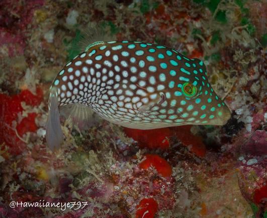 A palm-length rugby-shaped brown fish covered uniformly with white spots. Its face if faintly shaded green.
