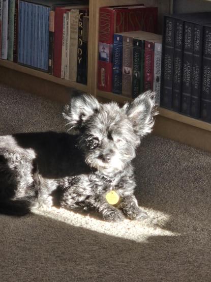 Lil black dog in a sunbeam, soaking up the sun