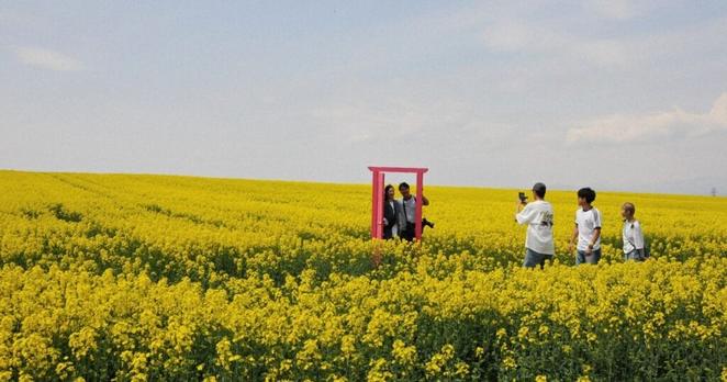 Easy Japanese news in translation: Canola flower festival begins in Hokkaido