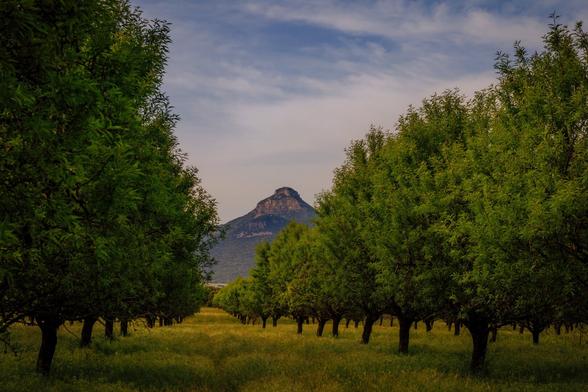 Varias hileras de árboles enmarcan al fondo el pico Gratal (Huesca), parte de la Sierra prepirenáica que toma su nombre.