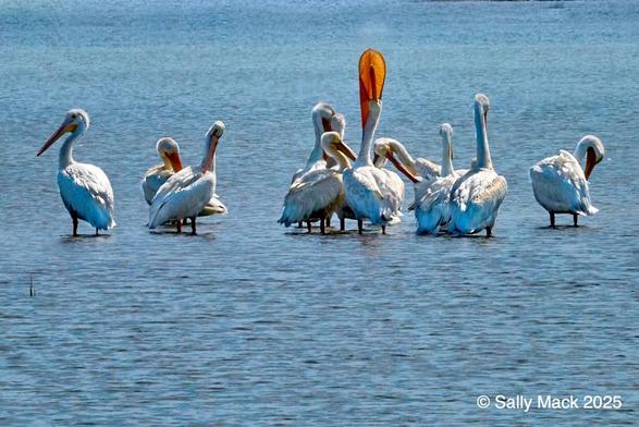A small flock of white pelicans preen while standing in slightly rippled shallow water. One of them near the center has his/her head raised and beak pointed straight upwards, allowing the orange pouch to open. With backlighting, the open pouch can be clearly seen.