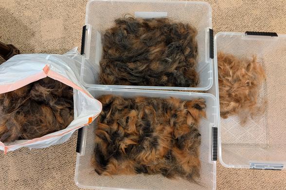 A grocery bag of long fluffy fur ranging from nearly black to orange-brown sits next to three bins of sorted fur: one that is mostly dark and very long, one that has clumps of stark gradient fur that goes very dark gray to bright fiery orange, and a smaller collection of all orange/beige fur with very little dark.