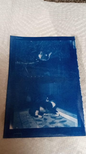cyanotype prints of Chompsky & Ilyich, my cats