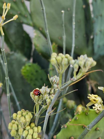 Ladybug resting on the soon to open blooms of a white native milkweed. My tall proud "trash cactus" (a rescued prickly pear) stands in back.