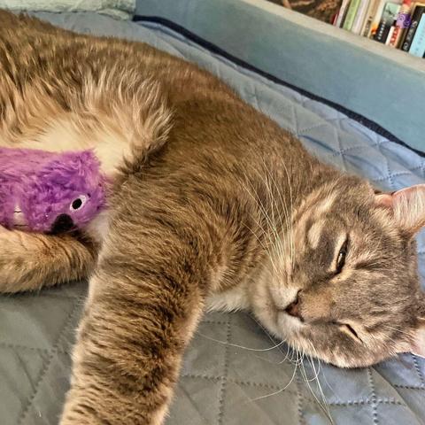 Shot from a high angle, looking down at the corner of a blue daybed, the face of a sleepy gray tabby cat shows the slightest of open golden eyes, while a purple fluffy toy with eye, nose, and half a grin rests on their white chest, on one foreleg.