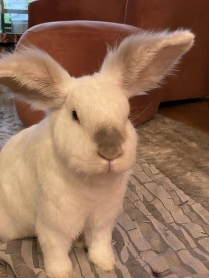 Chuck the bunny sitting upright, seen from the front/slightly to one side. His big fluffy ears are in full view.