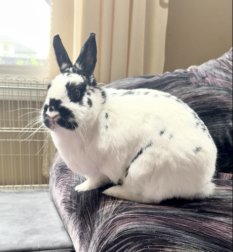 Long white whiskers on a cute Netherlands dwarf rabbit are highlighted splendidly  in the light