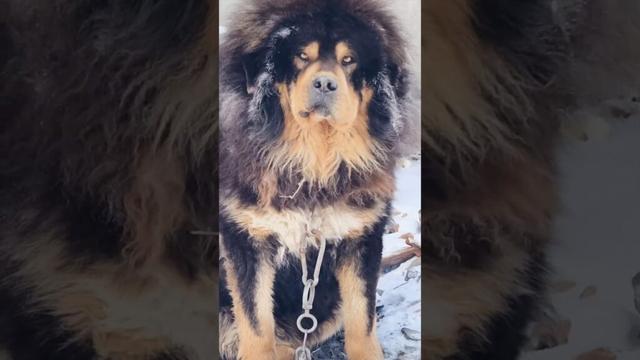 世界最大の犬種|🌎最も強力な犬|