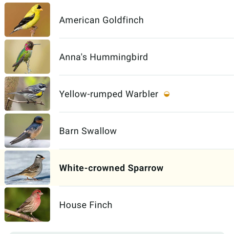 American Goldfinch 
Anna's Hummingbird 
Yellow-rumped Warbler
Barn Swallow
White-crowned Sparrow
House Finch