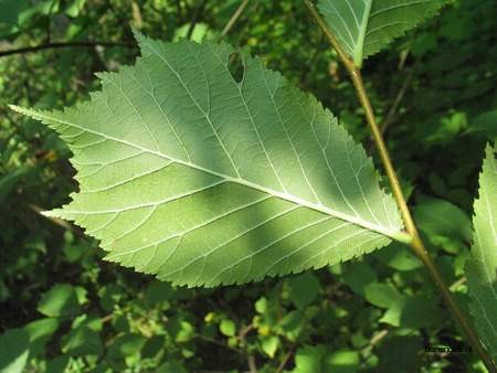 Blad Ruwe iep, Ulmus glabra