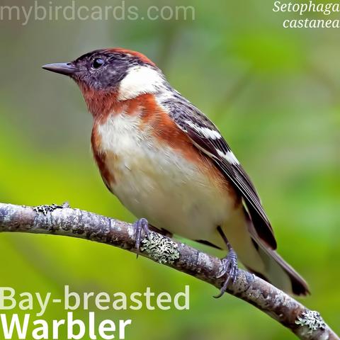 🌎 Bay-breasted warbler (Setophaga castanea) 

The bay-breasted warbler is a small songbird with a striking appearance, especially in breeding males who sport a black face, chestnut crown, throat, and flanks, with a grayish back and white wingbars. Females are paler. They breed in boreal spruce-fir forests across central and eastern Canada and the far northern U.S. In winter, they migrate to wet lowland forests of Panama and northern South America, passing through the eastern U.S. during migration. Bay-breasted warblers primarily forage for insects and spiders by gleaning from tree branches, often in the mid-canopy. 

Conservation status: Least Concern (IUCN 3.1)

📷: Photo by Canadian-Nature-Visions via Pixabay https://pixabay.com/photos/bay-breasted-warbler-bird-branch-7105836/

IWJN