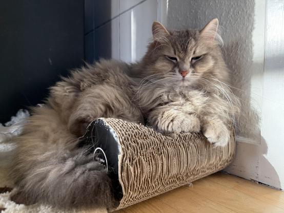 Closeup of a grey Siberian cat lying on a cardboard scratching pad next to a white wall. The scratching pad is almost hollowed out from use. Knold looks quite relaxed, eyes almost closed, fluffy tail hanging out over the edge of the pad. There is still a lot of floof, and his long white whiskers are very prominent.
