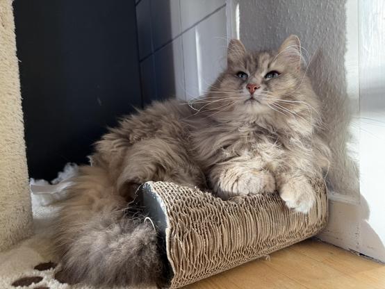 Closeup of a grey Siberian cat lying on a cardboard scratching pad next to a white wall. The scratching pad is almost hollowed out from use. Knold looks up at something above him outside the frame. His fluffy tail is hanging out over the edge of the pad. There is still a lot of floof, and his long white whiskers are very prominent.