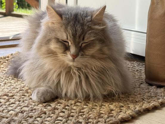 Closeup of a grey Siberian cat lying on an indoor mat with a terrace in the background. Knold looks very relaxed, his eyes are closed, chest floof hanging out over his front paws (only the right paw is visible). His long white whiskers are very prominent.