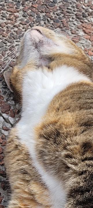 Een Cyperse kat die op de rug ligt op stenen ondergrond