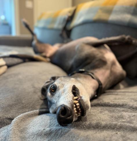 A black greyhound roaches on a sofa, her snoot in sharp focus, staring at the camera with a toothy grin. She is goofy and adorable.
