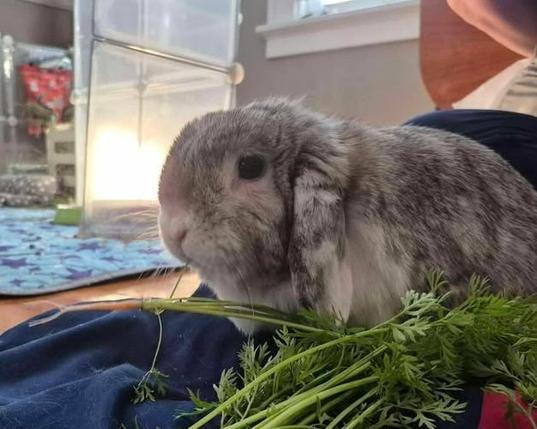 A gray and white lop rabbit eating fresh carrot tops