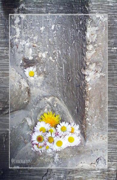 Des pâquerettes et une fleur de pissenlit arrangées en petit bouquet dans le creux du mur de l'église du village.