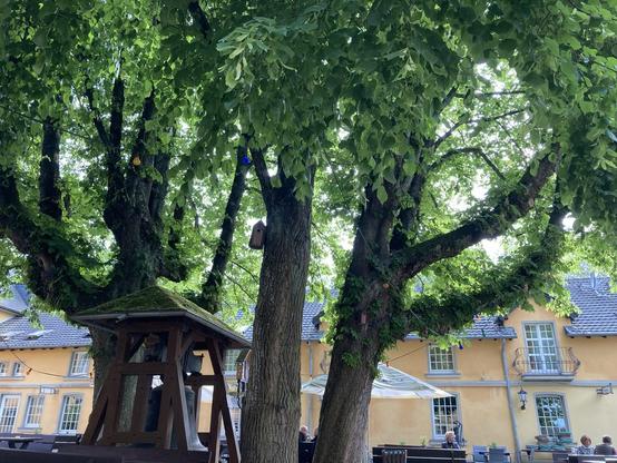 Zu sehen sind 4 Kastanienbäume, die in einem Quadrat angeordnet sind. In ihrerMitte befindet sich ein niedriger Glockenturm mit großer Glocke. Im Hontergrund das gelbe gestrichene alte Haus mit Lamellenfenstern. Im unteren Bildrand angedeutet sind Bänke und Besucher zu erahnen.