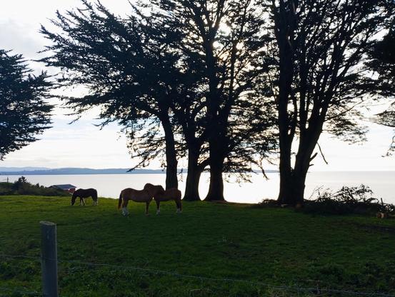 Tres caballos marrones pastan en un campo verde con una cerca de alambre de púas en primer plano.  Detrás de los caballos, se yerguen varios árboles altos y oscuros, silueteados contra un cielo claro y un cuerpo de agua tranquilo en el fondo. El agua parece un lago o mar, con una línea costera suave y lejana. La escena es pacífica y evoca una sensación de tranquilidad rural.