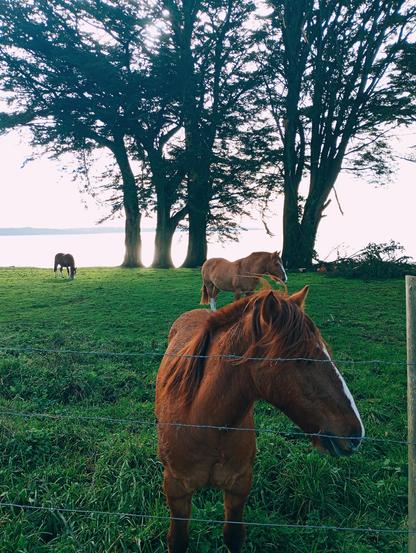 Tres caballos marrones pastan en un campo verde cerca de una cerca de alambre.  Al fondo se ven varios árboles grandes y un lago o mar calmo. La luz del sol parece ser suave, posiblemente al amanecer o atardecer. El caballo más cercano a la cámara está de perfil, mirando hacia la derecha.