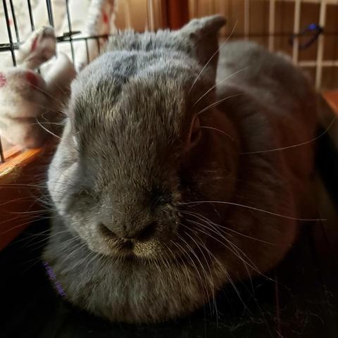 Small grey rabbit loafing in her open hutch. Her whiskers are all catching the light beautifully.