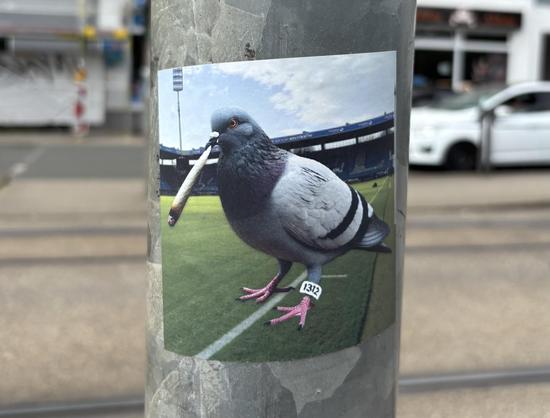 Ein Aufkleber auf einem Ampelmasten, eine Taube mit 1312-Ring am Bein hat eine Zigarette im Schnabel und steht auf dem Rasen eines Fußballstadion, mutmaßlich im Ruhrstadion Bochum