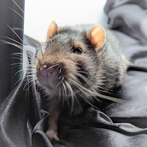 Sammy, a scruffy dark rat, sticking his head out of a photography lightbox with whiskers illuminated