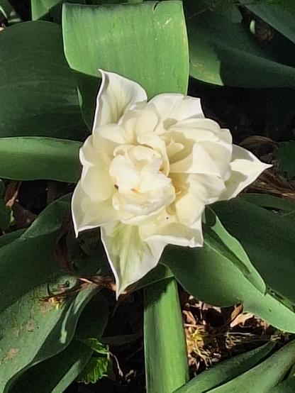 White double tulip found in my front garden bed, with beautiful green leaves.