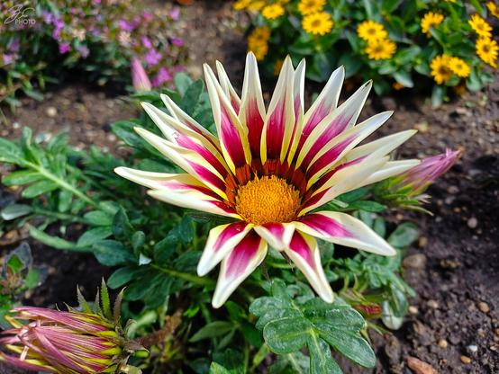 A Garden’s Crown