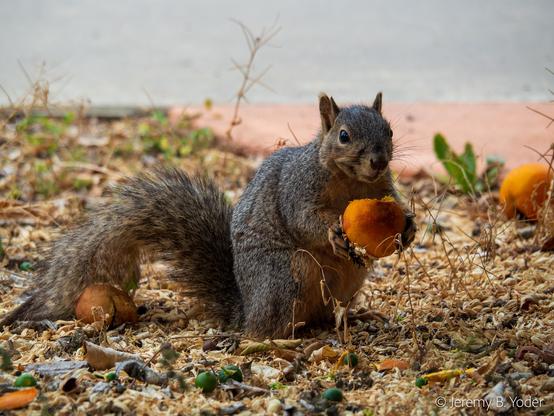 A gray squirrel with red-brown underparts, holding a half-eaten orange in its paws like a little man who's been caught chowing down on a pumpkin