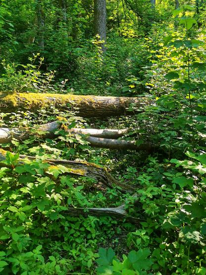 Ein Laubwald mit umgestürzten bemoosten Baumstämmen über einem kaum sichtbaren Pfad.